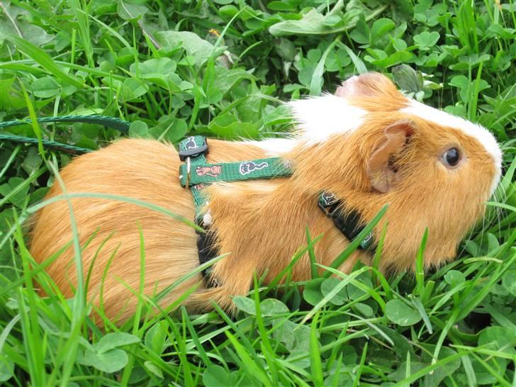 Marsvin Snubbi (Død) billede 13