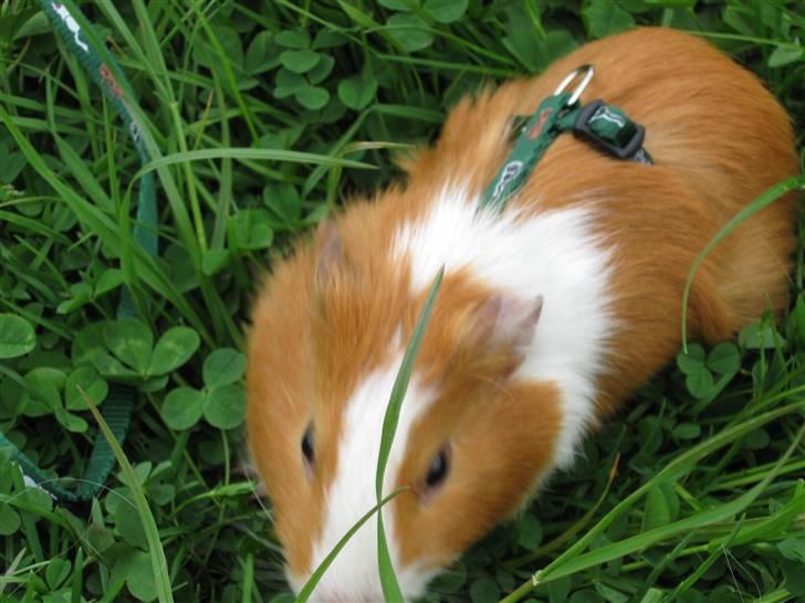 Marsvin Snubbi (Død) billede 14