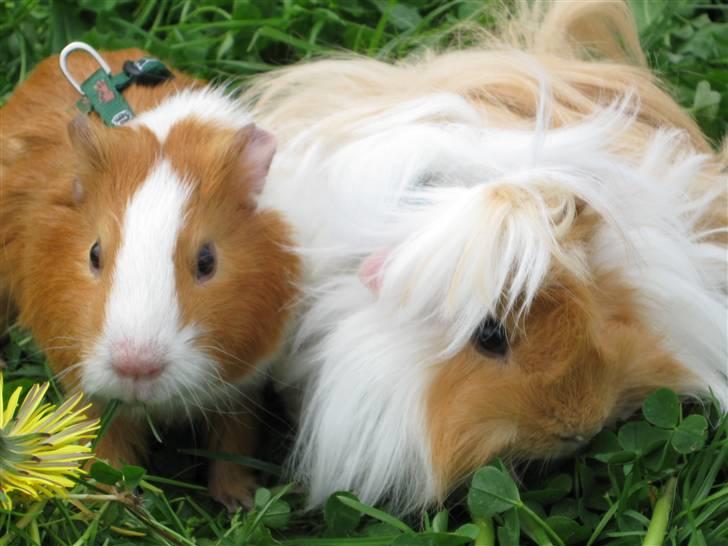 Marsvin Snubbi (Død) - Min legekammerat Hamsterville og jeg er ude og lave ballade..:D billede 15