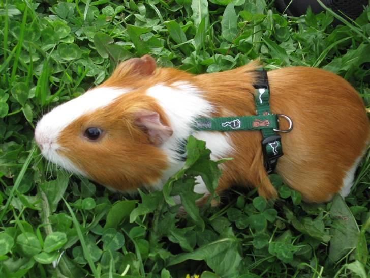 Marsvin Snubbi (Død) billede 16