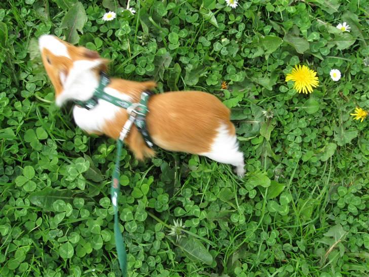 Marsvin Snubbi (Død) billede 17