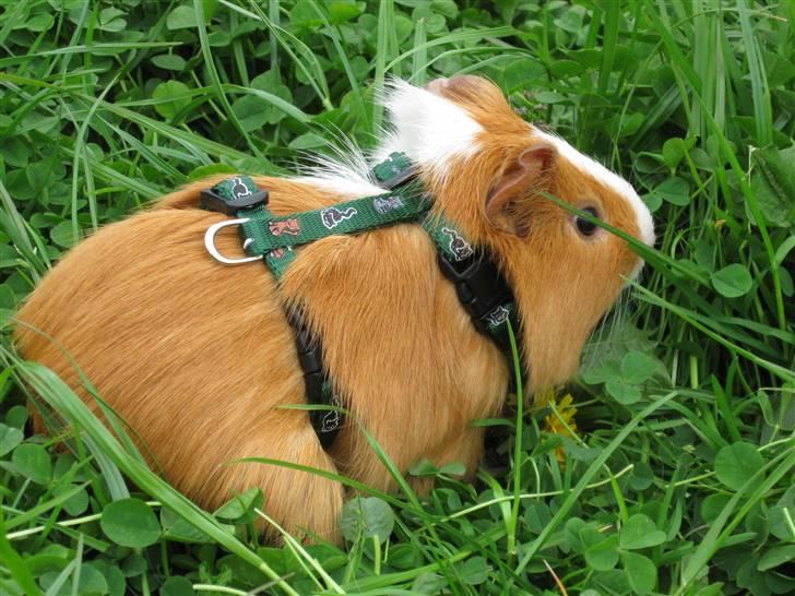 Marsvin Snubbi (Død) billede 18