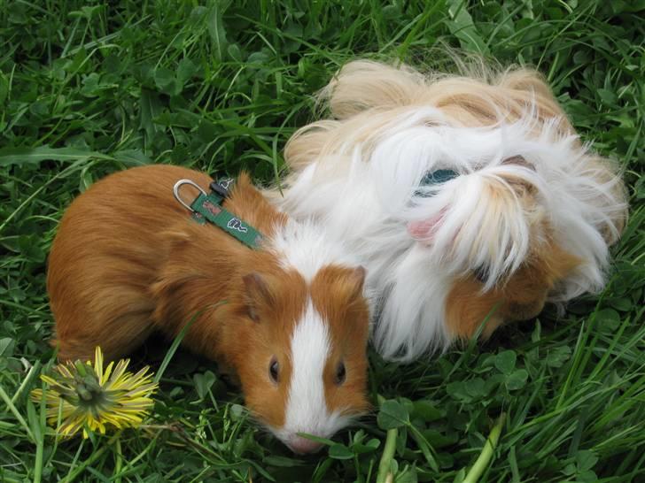 Marsvin Snubbi (Død) billede 19