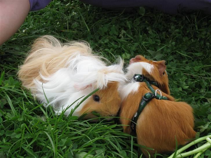 Marsvin Snubbi (Død) billede 20