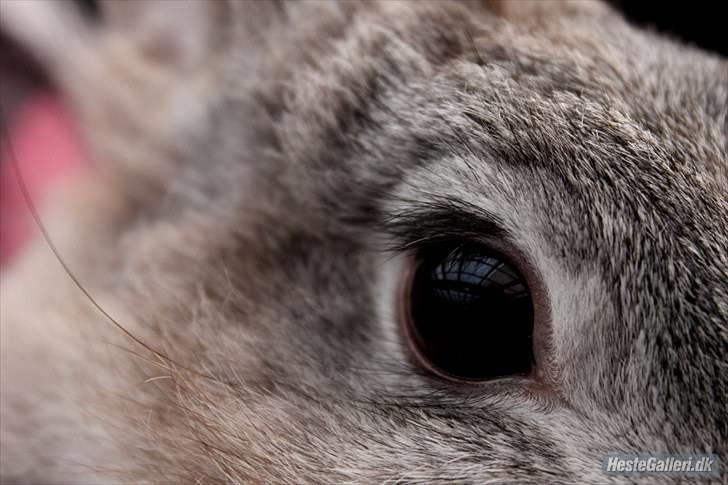 Kanin tøssen billede 17