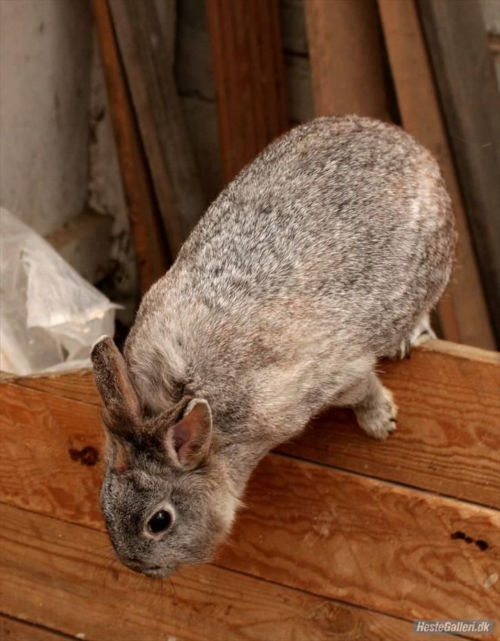 Kanin tøssen billede 18