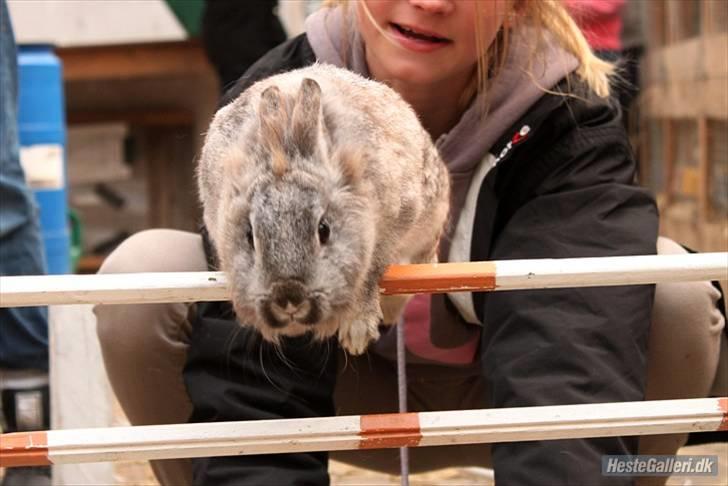 Kanin tøssen billede 19