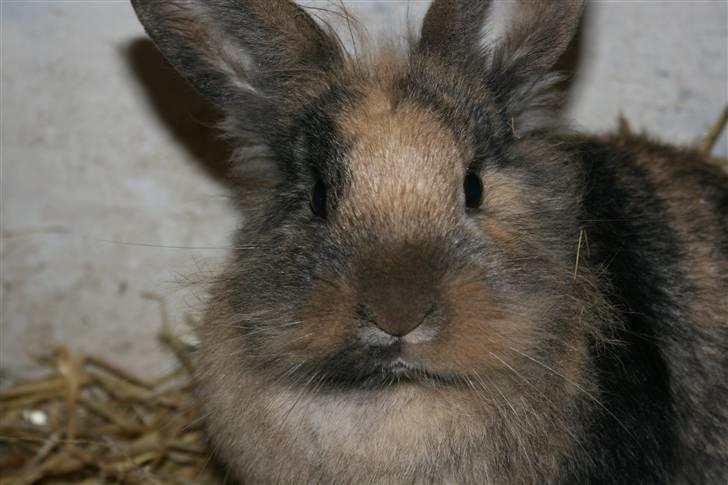 Kanin Nynne  *meget savnet* - *NYT* billede 1