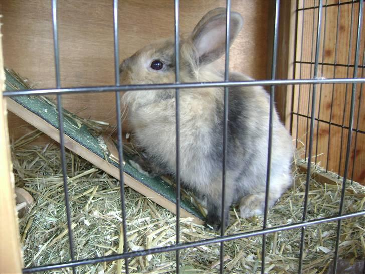 Kanin Nynne  *meget savnet* billede 2