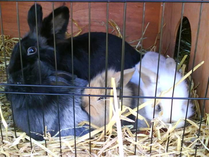 Kanin Nynne  *meget savnet* - Mor, Rosa, Nynne & Nalle billede 3