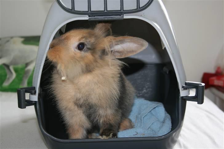 Kanin Nynne  *meget savnet* billede 4