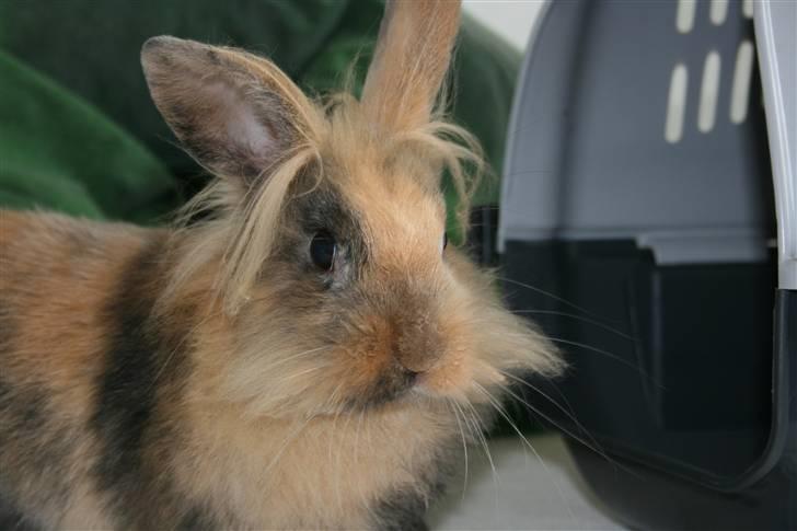 Kanin Nynne  *meget savnet* billede 5