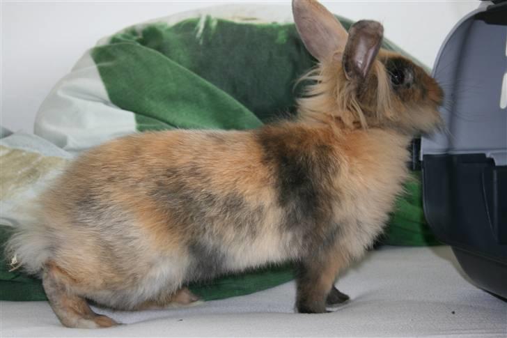 Kanin Nynne  *meget savnet* billede 6