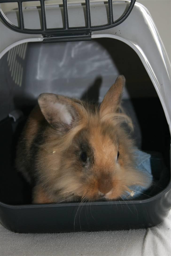 Kanin Nynne  *meget savnet* billede 7