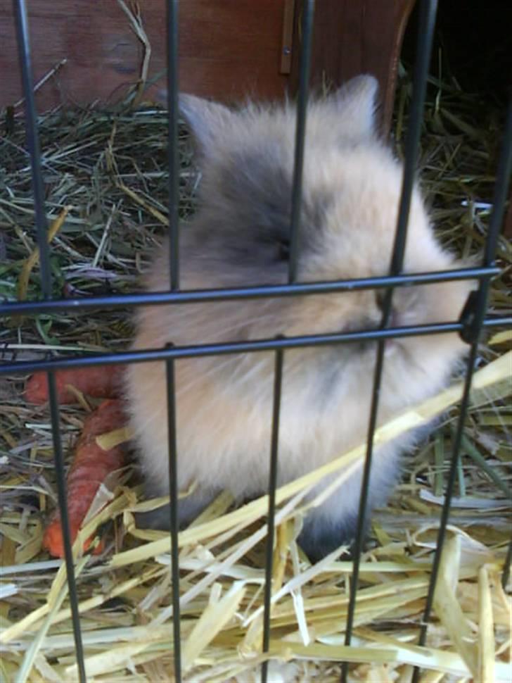 Kanin Nynne  *meget savnet* - som baby (: billede 8