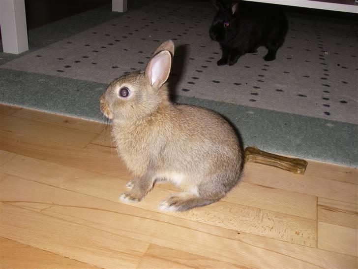 Kanin Kuzco's Marlina billede 12