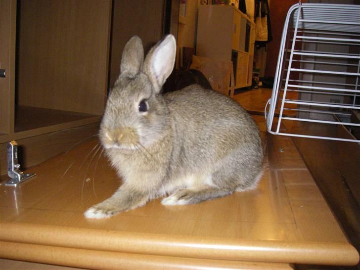 Kanin Kuzco's Marlina billede 13