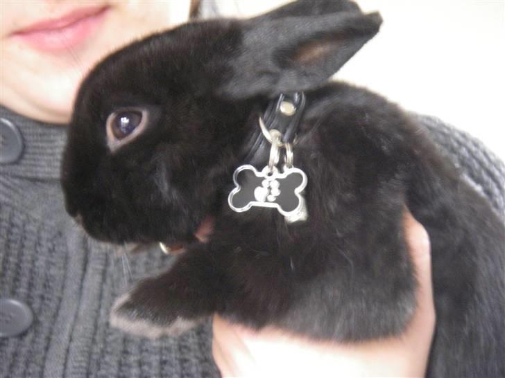 Kanin Tumle billede 9