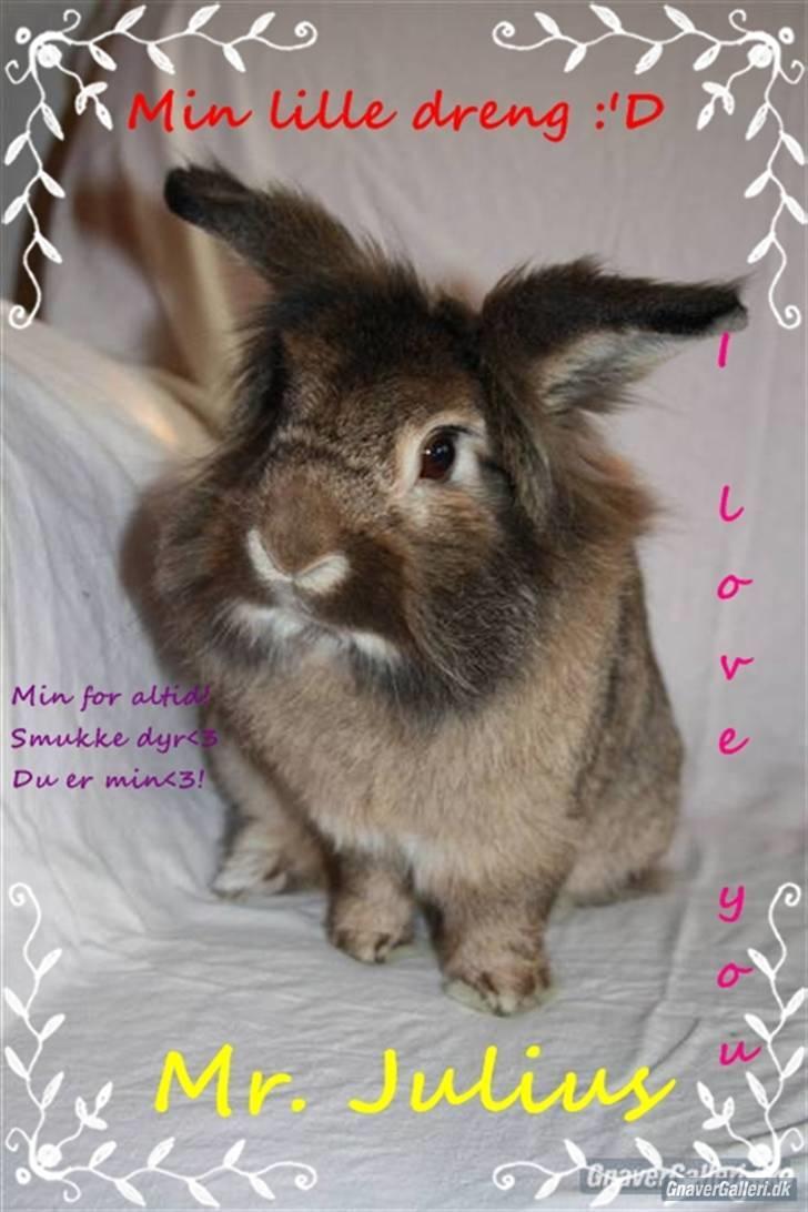 Kanin Mr. Julius - foto: Maria redigering: Nanna billede 2