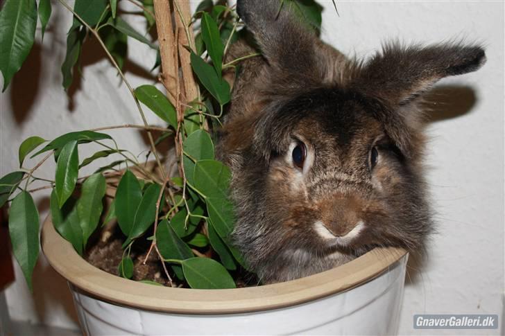Kanin Mr. Julius - foto: maria billede 3