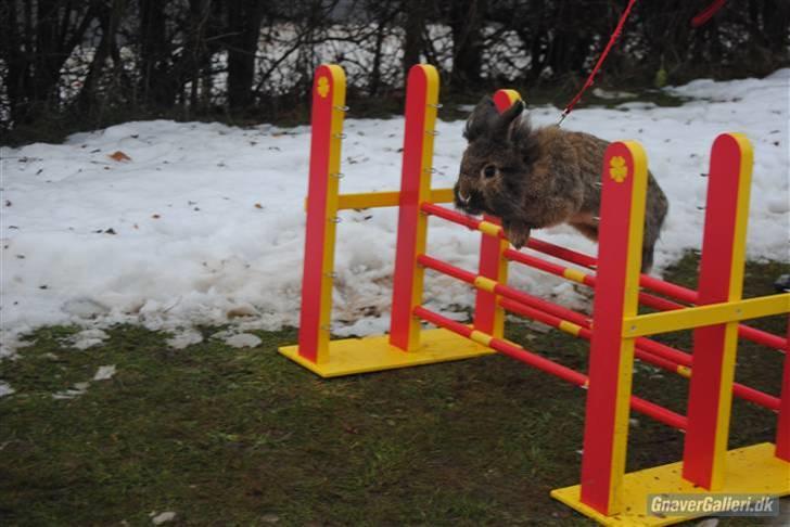 Kanin Mr. Julius - foto; Annesofie. hopdag hos annesofie, rigtig fed dag! billede 4