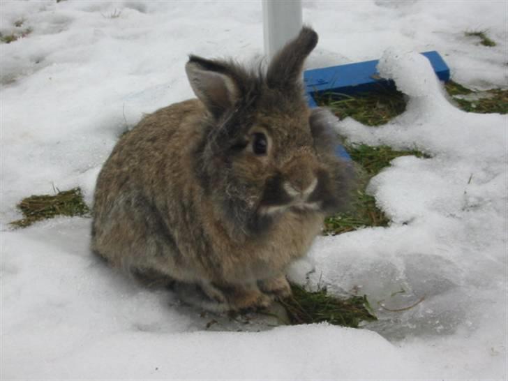 Kanin Mr. Julius - foto; mig, løs i haven :D billede 5