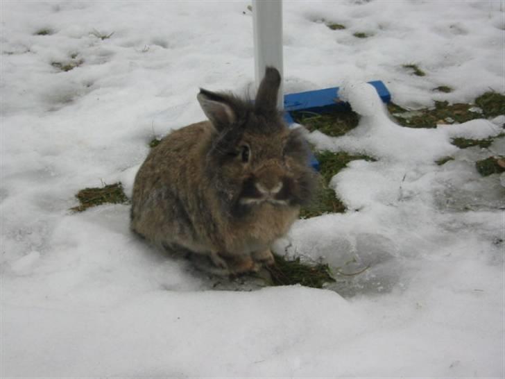 Kanin Mr. Julius - foto; mig, løs i haven :) billede 6