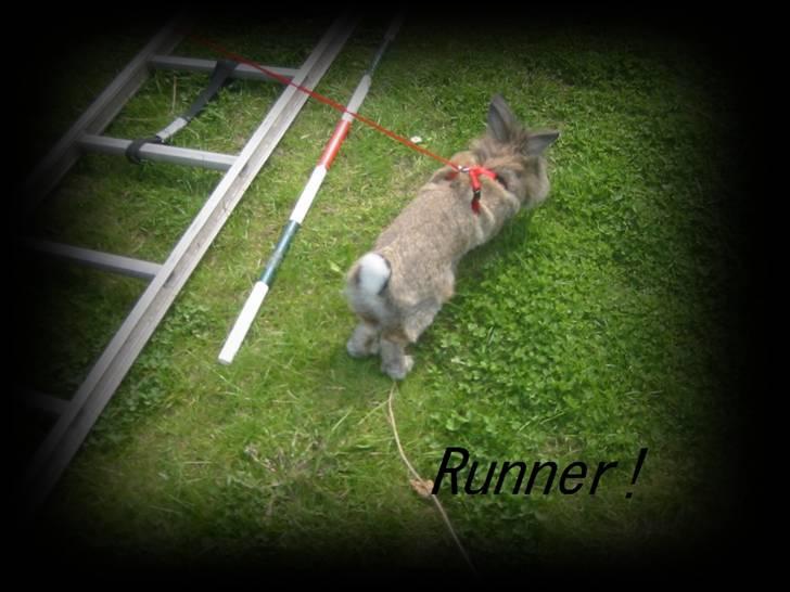 Kanin Mr. Julius - foto: mig   (julle gir´ den gas xD) redigering: Mig! :D billede 7