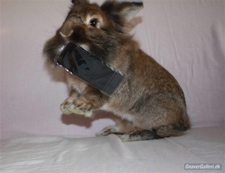 Kanin Mr. Julius - foto:maria billede 8