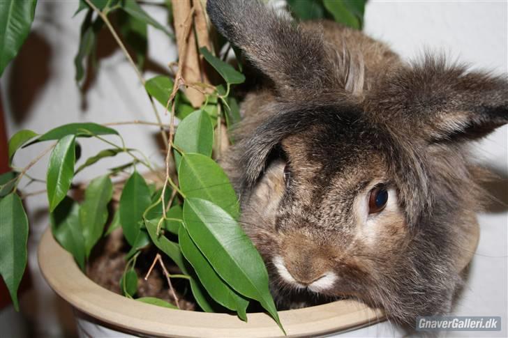 Kanin Mr. Julius - foto: maria billede 9