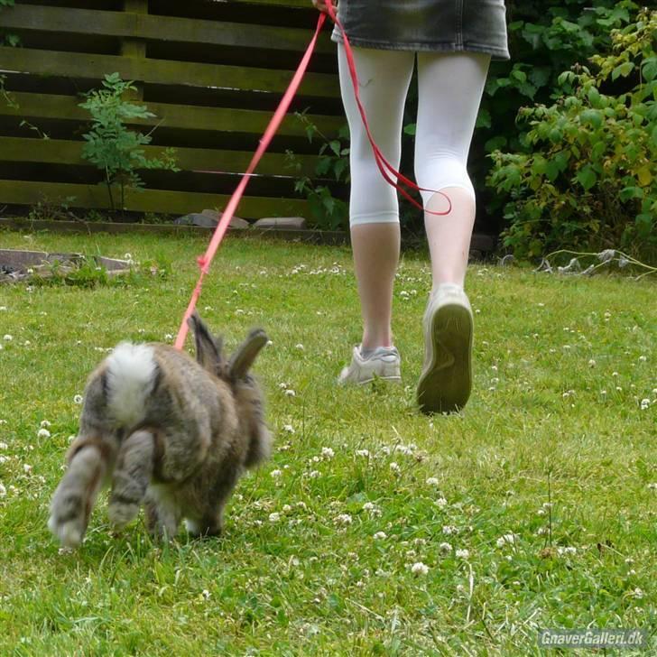 Kanin Mr. Julius - til nkk træning, julle vil parre mig, og løber efter XD HIVER IKKE I SNOREN!! D.5/7-10 billede 10