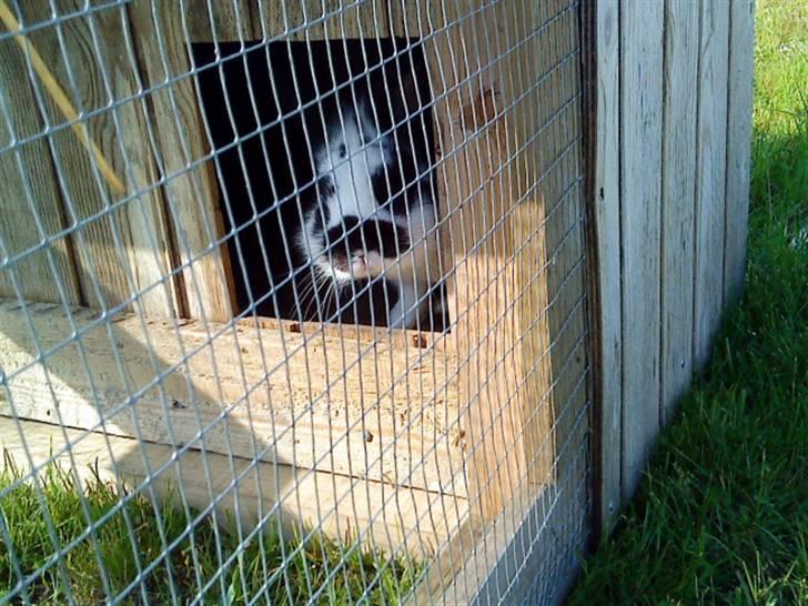 Kanin Pyrus - tihtih her kommer jeg d; billede 15