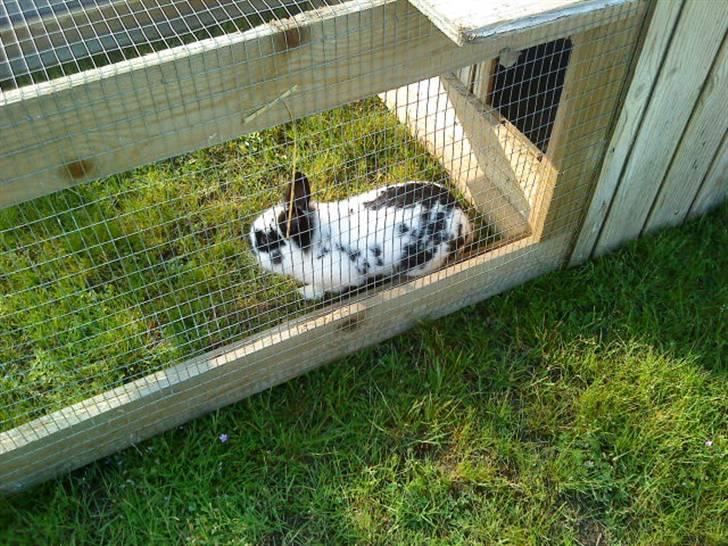 Kanin Pyrus billede 16