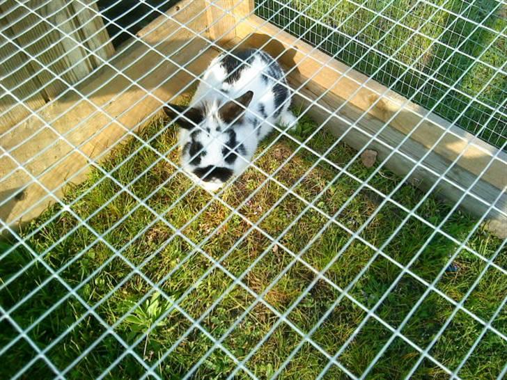 Kanin Pyrus billede 17