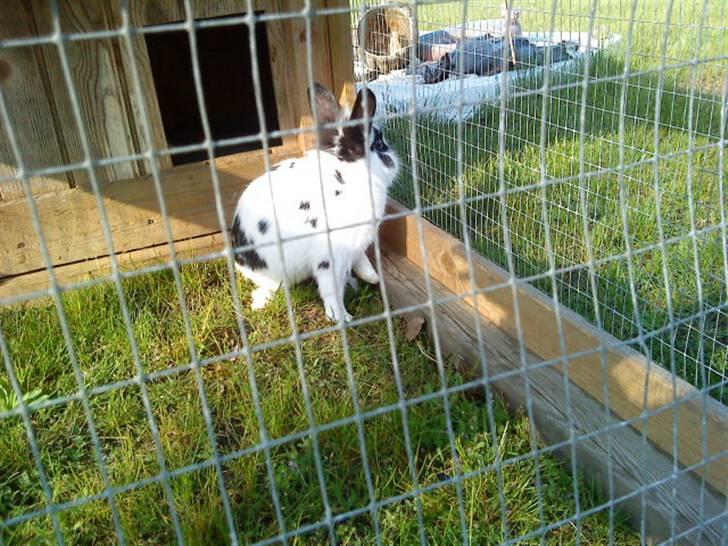 Kanin Pyrus billede 18