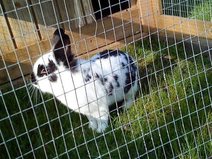 Kanin Pyrus billede 19