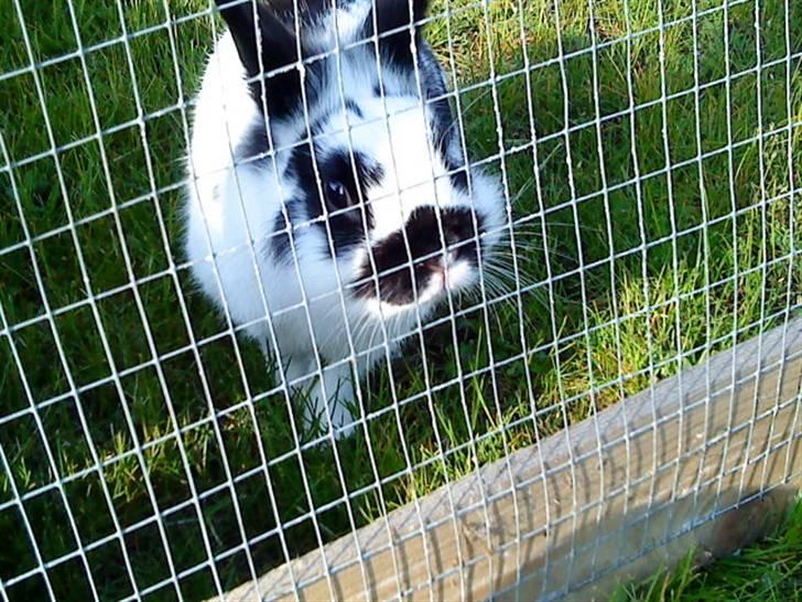 Kanin Pyrus billede 20