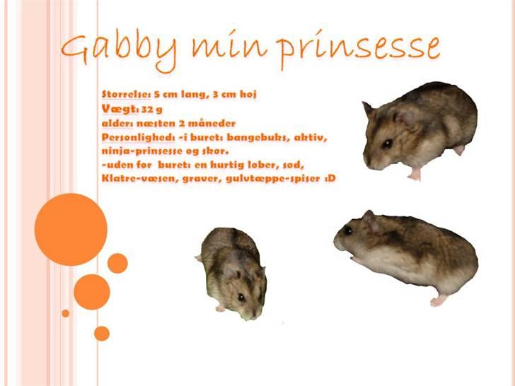 Dværghamster Gabby - lidt om gabby musen :D billede 19