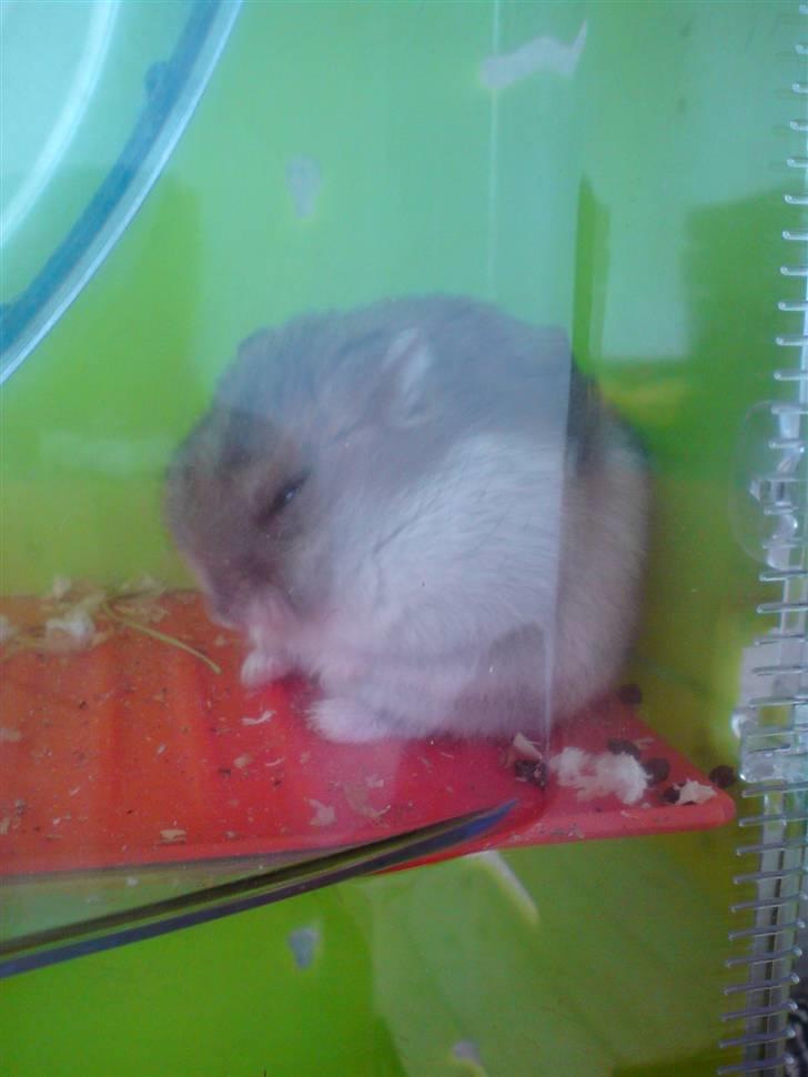 Dværghamster Gunnar - Sidder i sit nye bur ;)  billede 6
