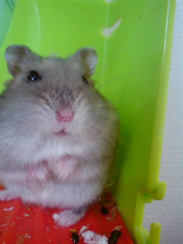 Dværghamster Gunnar billede 7