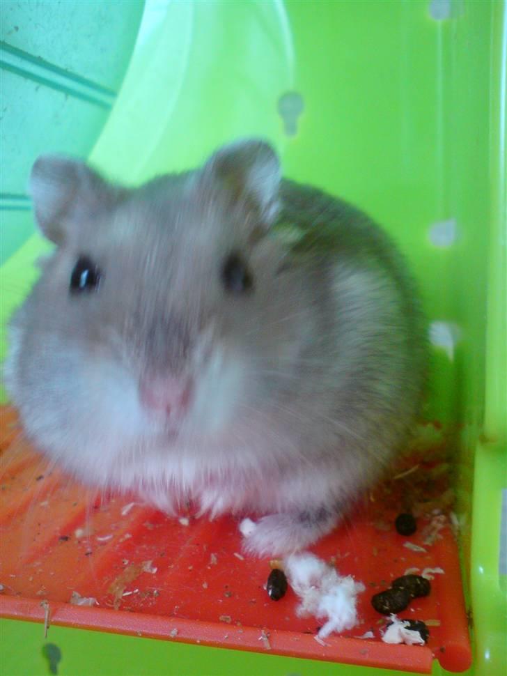 Dværghamster Gunnar - Stadig lige så nysgerri som da vi fik ham :D  billede 8