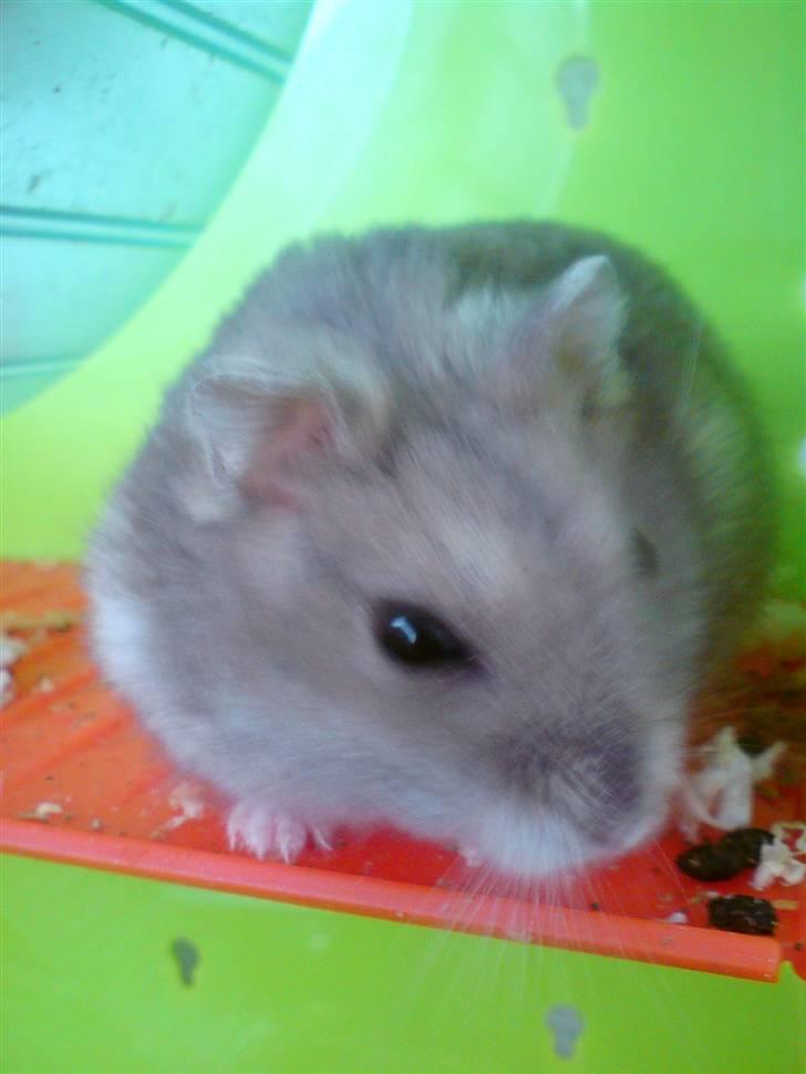 Dværghamster Gunnar billede 9