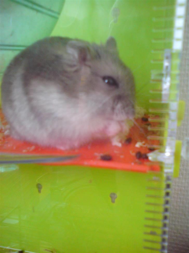 Dværghamster Gunnar billede 10