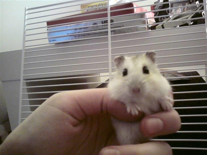 Dværghamster Bianca - Billede kvaliteten er desværre ikke så god, da det er taget med mobil og om aftenen :( sorry billede 10
