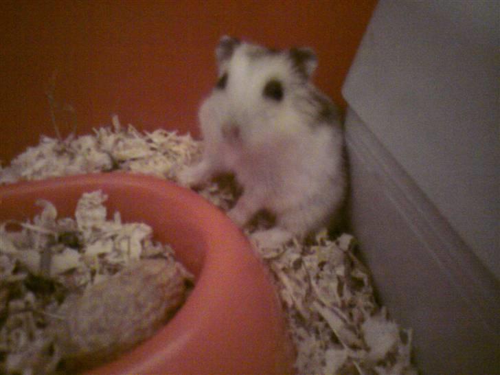 Dværghamster Bianca - Billede kvaliteten er desværre ikke så god, da det er taget med mobil og om aftenen :( sorry billede 11