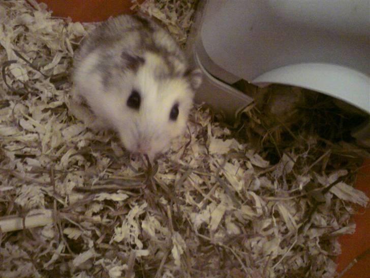 Dværghamster Bianca - Billede kvaliteten er desværre ikke så god, da det er taget med mobil og om aftenen :( sorry billede 12