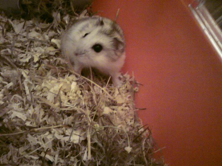 Dværghamster Bianca - Billede kvaliteten er desværre ikke så god, da det er taget med mobil og om aftenen :( sorry billede 13