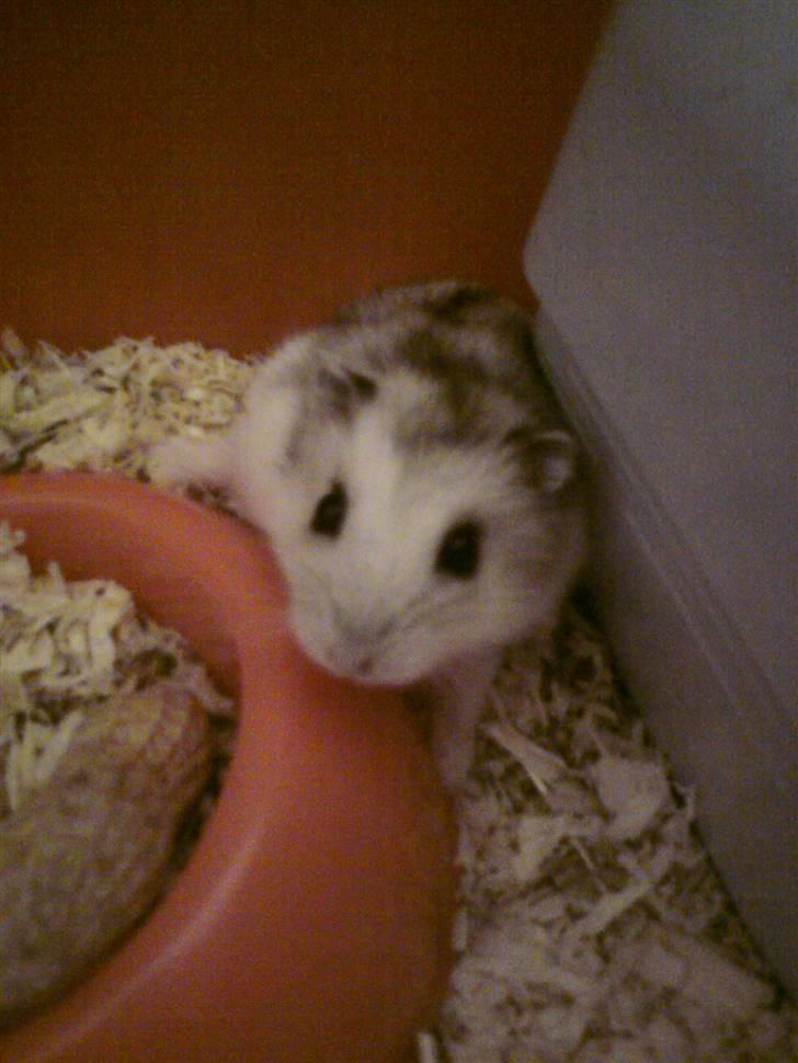 Dværghamster Bianca - Billede kvaliteten er desværre ikke så god, da det er taget med mobil og om aftenen :( sorry billede 14