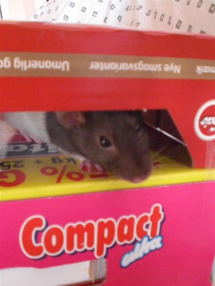 Tamrotte Yui RIP - 17/4-10 billede 14