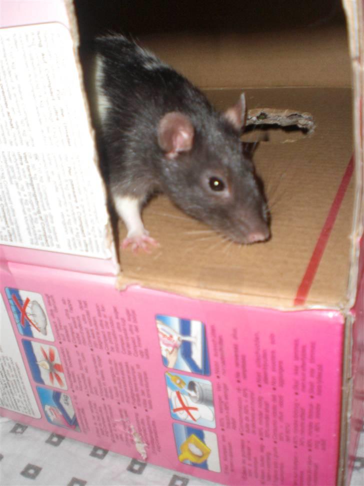 Tamrotte Yui RIP - 20/5-10 billede 15